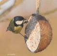 /album/my-local-birding-gallery/great-tit-on-coconut-jpg/